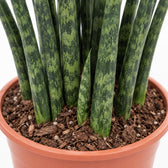 Sansevieria Fernwood Mikado, Nahaufnahme Wuchs und Triebansatz