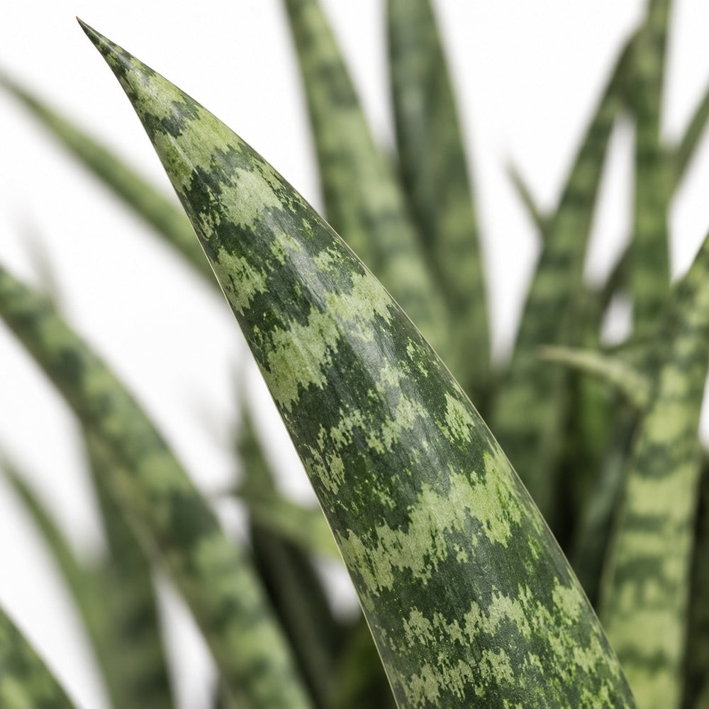 Sansevieria Fernwood Punk, Nahaufnahme Blatt