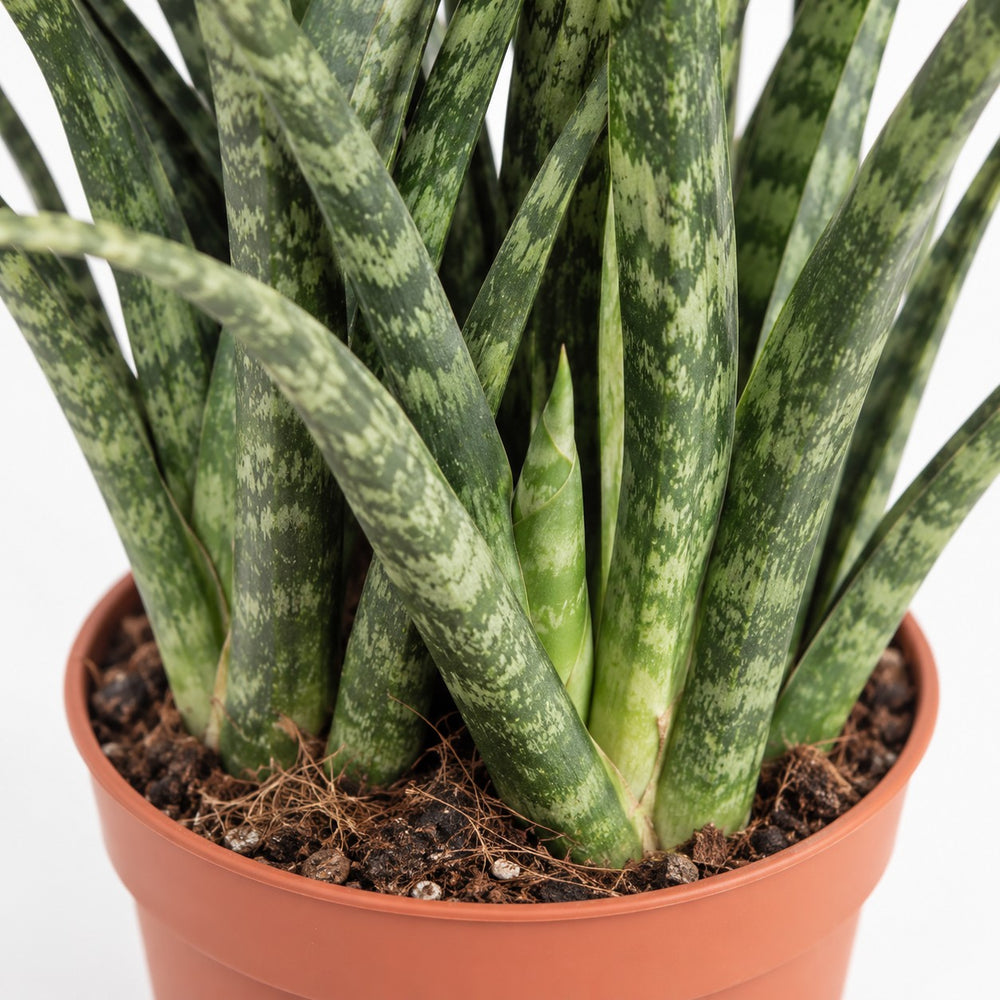 Sansevieria Fernwood Punk, Nahaufnahme Wuchs und Triebansatz