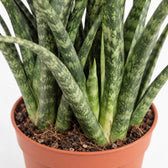 Sansevieria Fernwood Punk, Nahaufnahme Wuchs und Triebansatz