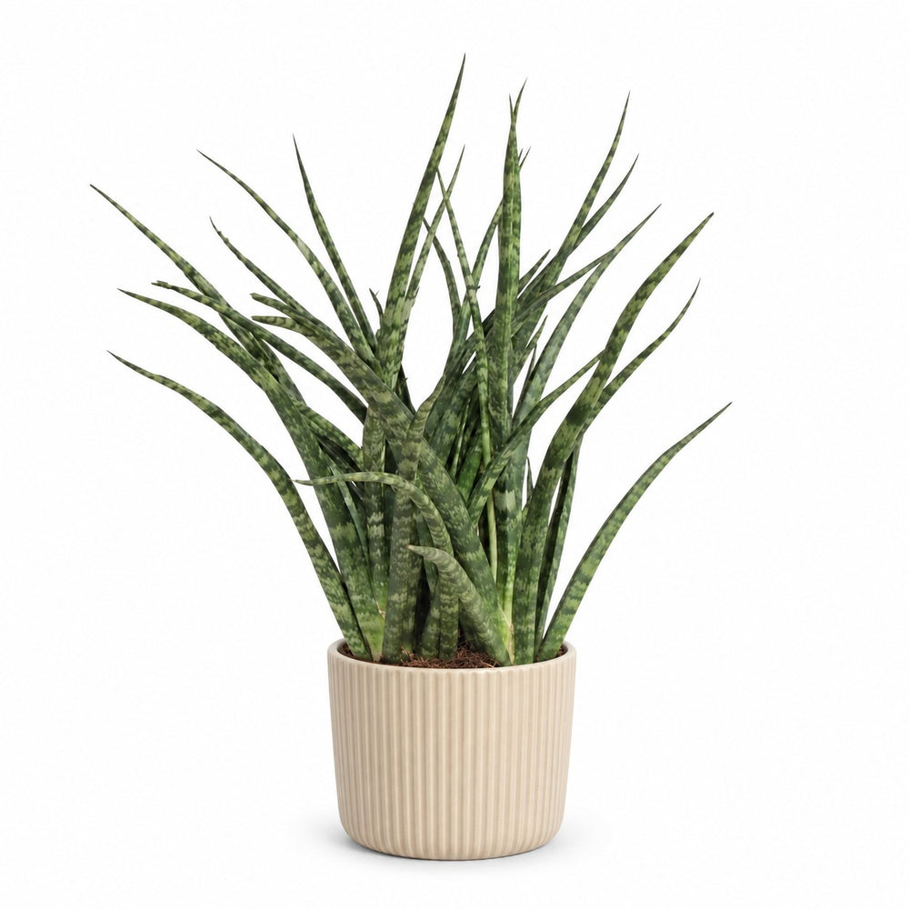 Sansevieria Fernwood Punk - 35cm, Stylingbeispiel im Übertopf (Übertopf nicht enthalten)