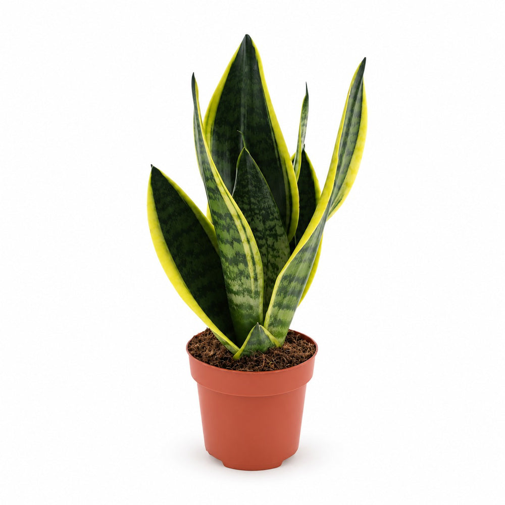 Sansevieria Futura Superba (30cm, Ø12cm) im Kulturtopf