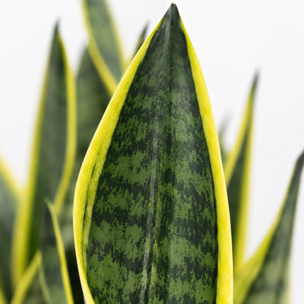 Sansevieria Futura Superba (30cm, Ø12cm), Nahaufnahme Blatt