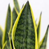 Sansevieria Futura Superba (30cm, Ø12cm), Nahaufnahme Blatt