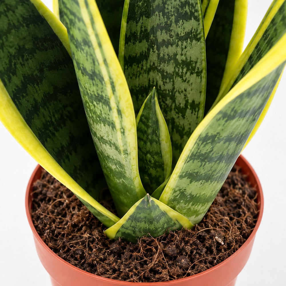 Sansevieria Futura Superba (30cm, Ø12cm), Nahaufnahme Wuchs und Triebansatz