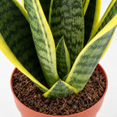 Sansevieria Futura Superba (30cm, Ø12cm), Nahaufnahme Wuchs und Triebansatz