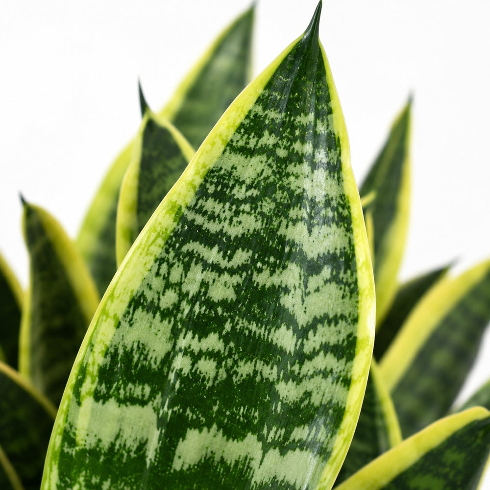 Sansevieria Futura Superba (35cm, Ø12cm), Nahaufnahme Blatt
