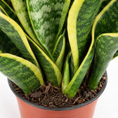 Sansevieria Futura Superba (35cm, Ø12cm), Nahaufnahme Wuchs und Triebansatz
