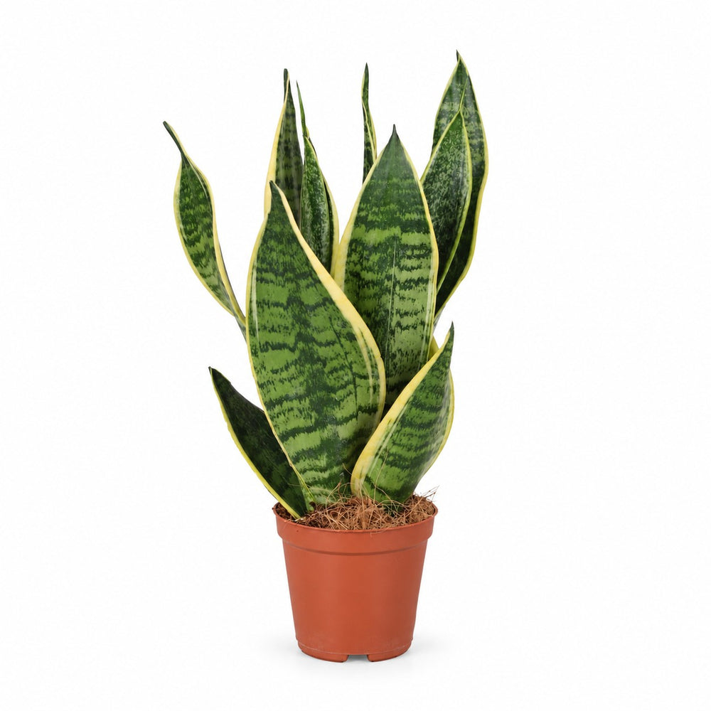 Sansevieria Futura Superba (40cm, Ø12cm) im Kulturtopf