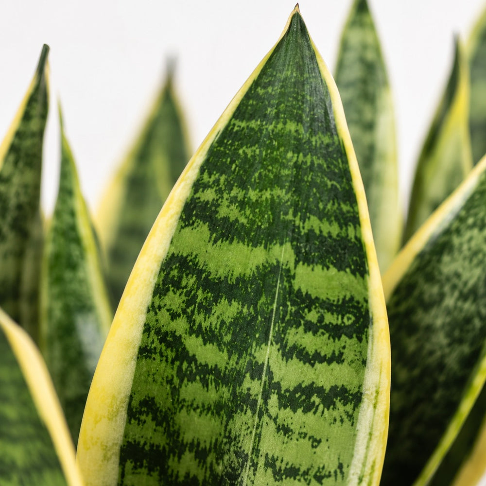 Sansevieria Futura Superba (40cm, Ø12cm), Nahaufnahme Blatt