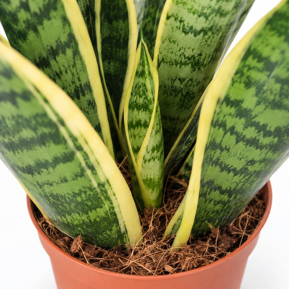 Sansevieria Futura Superba (40cm, Ø12cm), Nahaufnahme Wuchs und Triebansatz