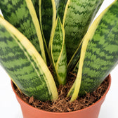 Sansevieria Futura Superba (40cm, Ø12cm), Nahaufnahme Wuchs und Triebansatz