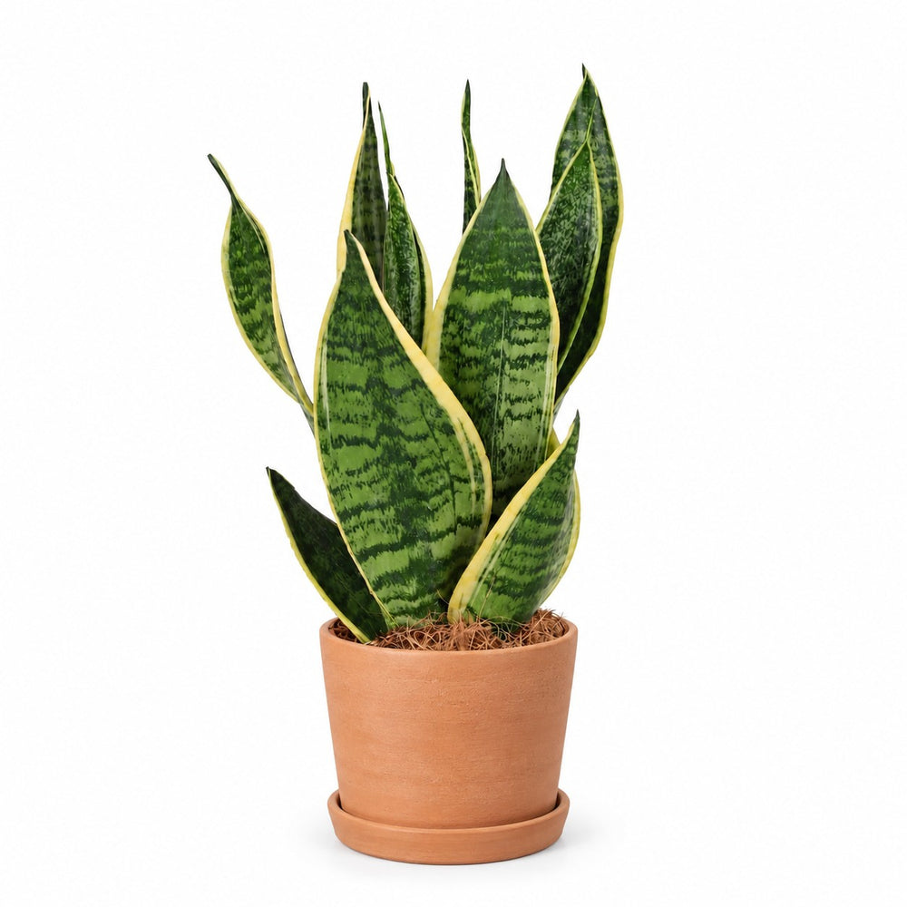 Sansevieria Futura Superba (40cm, Ø12cm), Stylingbeispiel im Übertopf (Übertopf nicht enthalten)