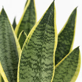 Sansevieria Futura Superba (40cm, Ø14cm), Nahaufnahme Blatt