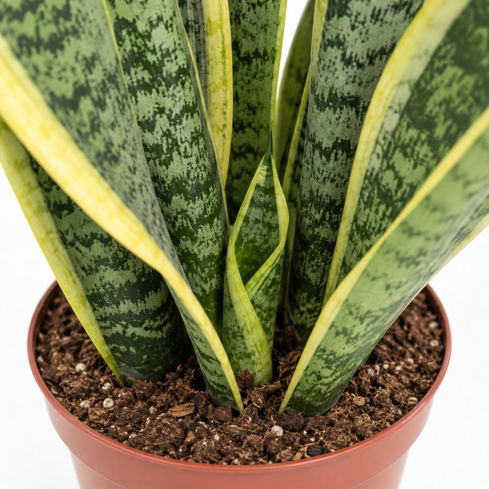 Sansevieria Futura Superba (40cm, Ø14cm), Nahaufnahme Wuchs und Triebansatz