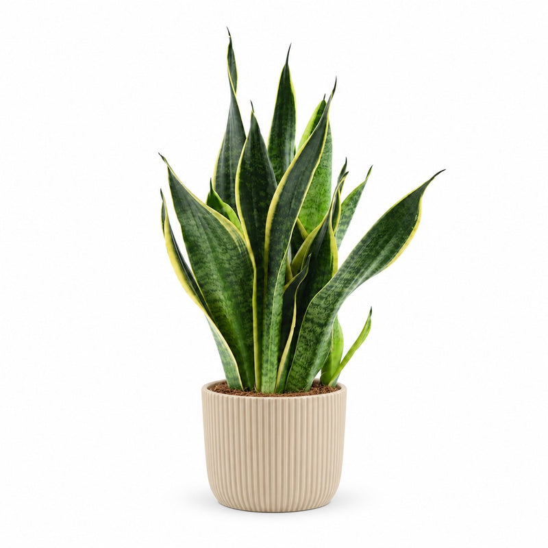 Sansevieria Futura Superba Detail