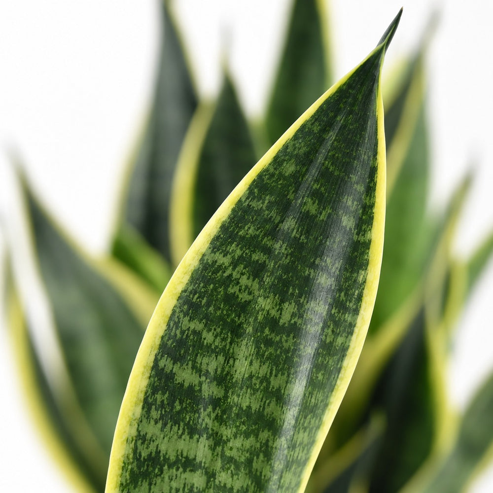Sansevieria Futura Superba, Nahaufnahme Blatt