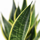 Sansevieria Futura Superba, Nahaufnahme Blatt