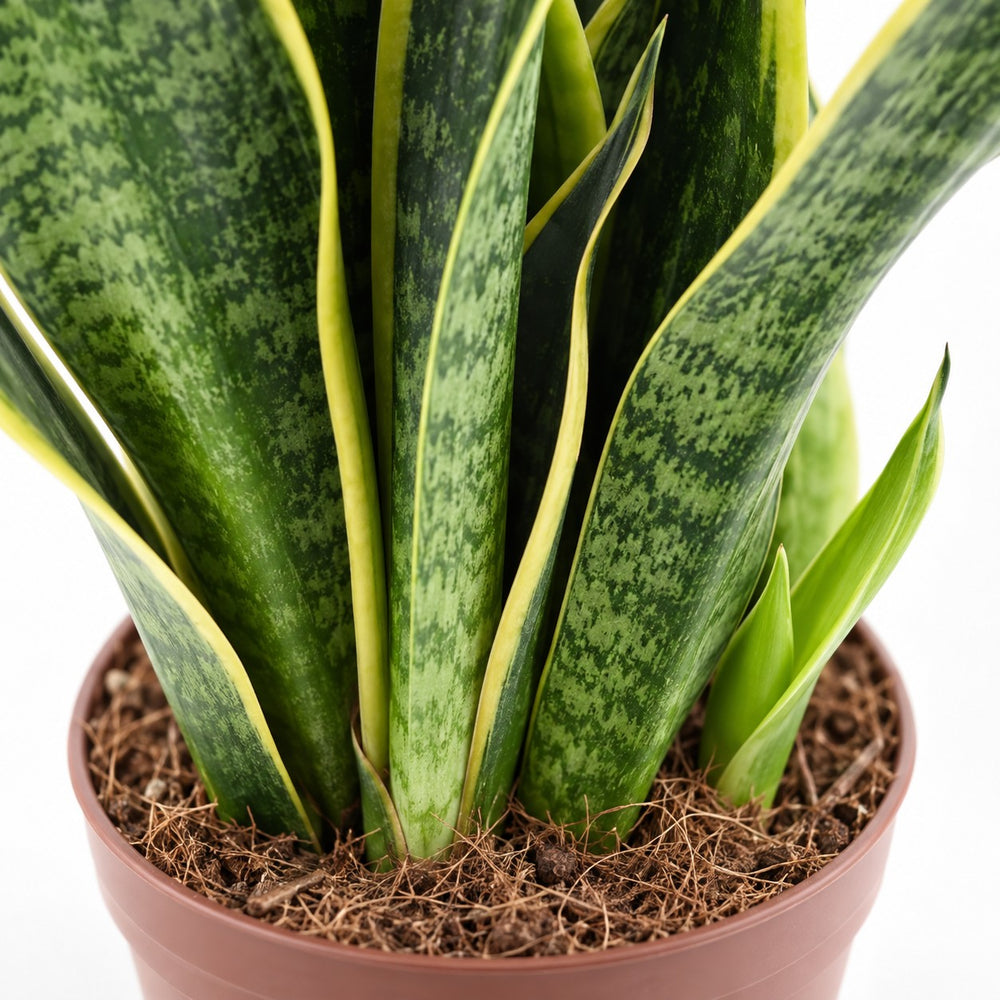 Sansevieria Futura Superba, Nahaufnahme Wuchs und Triebansatz