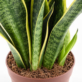 Sansevieria Futura Superba, Nahaufnahme Wuchs und Triebansatz
