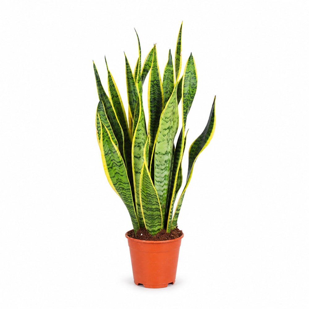 Sansevieria Laurentii (50cm, Ø14cm) im Kulturtopf
