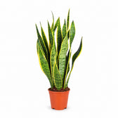 Sansevieria Laurentii (50cm, Ø14cm) im Kulturtopf