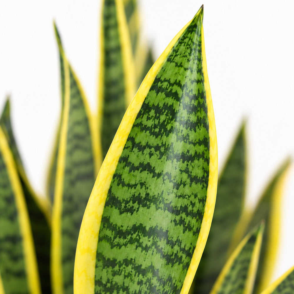 Sansevieria Laurentii (50cm, Ø14cm), Nahaufnahme Blatt
