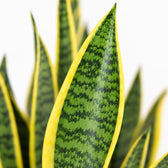 Sansevieria Laurentii (50cm, Ø14cm), Nahaufnahme Blatt