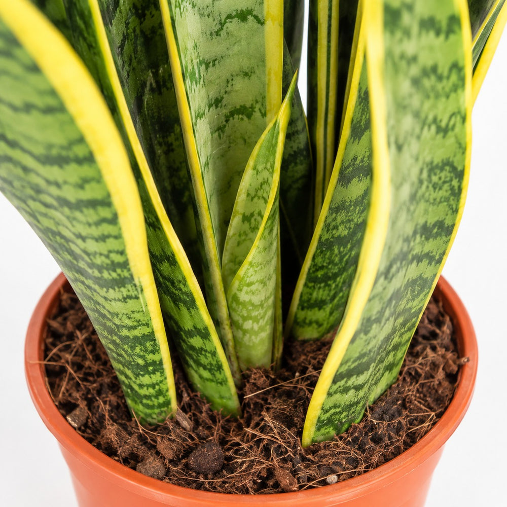 Sansevieria Laurentii (50cm, Ø14cm), Nahaufnahme Wuchs und Triebansatz