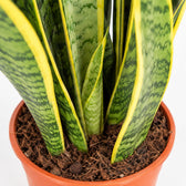 Sansevieria Laurentii (50cm, Ø14cm), Nahaufnahme Wuchs und Triebansatz