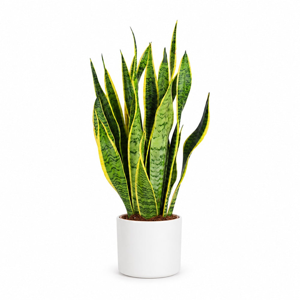 Sansevieria Laurentii (50cm, Ø14cm), Stylingbeispiel im Übertopf (Übertopf nicht enthalten)