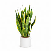 Sansevieria Laurentii (50cm, Ø14cm), Stylingbeispiel im Übertopf (Übertopf nicht enthalten)
