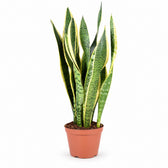 Sansevieria Laurentii (55cm, Ø14cm) im Kulturtopf