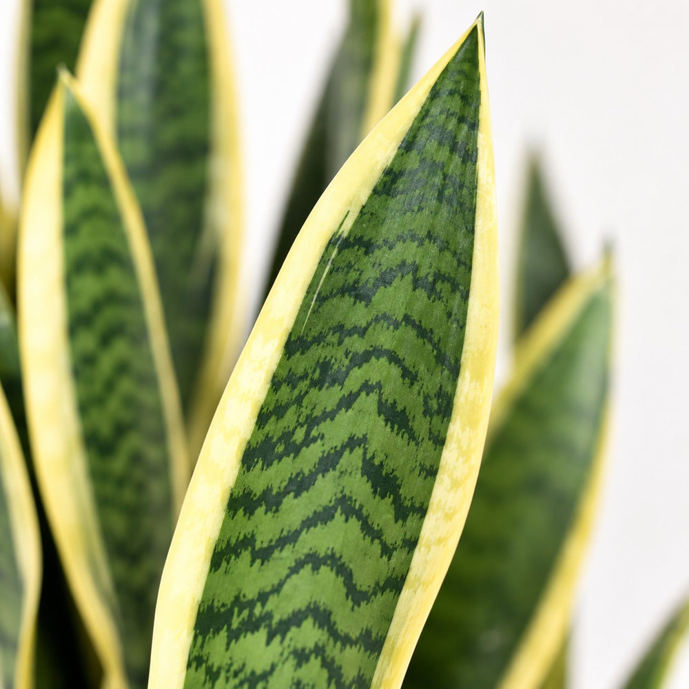 Sansevieria Laurentii (55cm, Ø14cm), Nahaufnahme Blatt