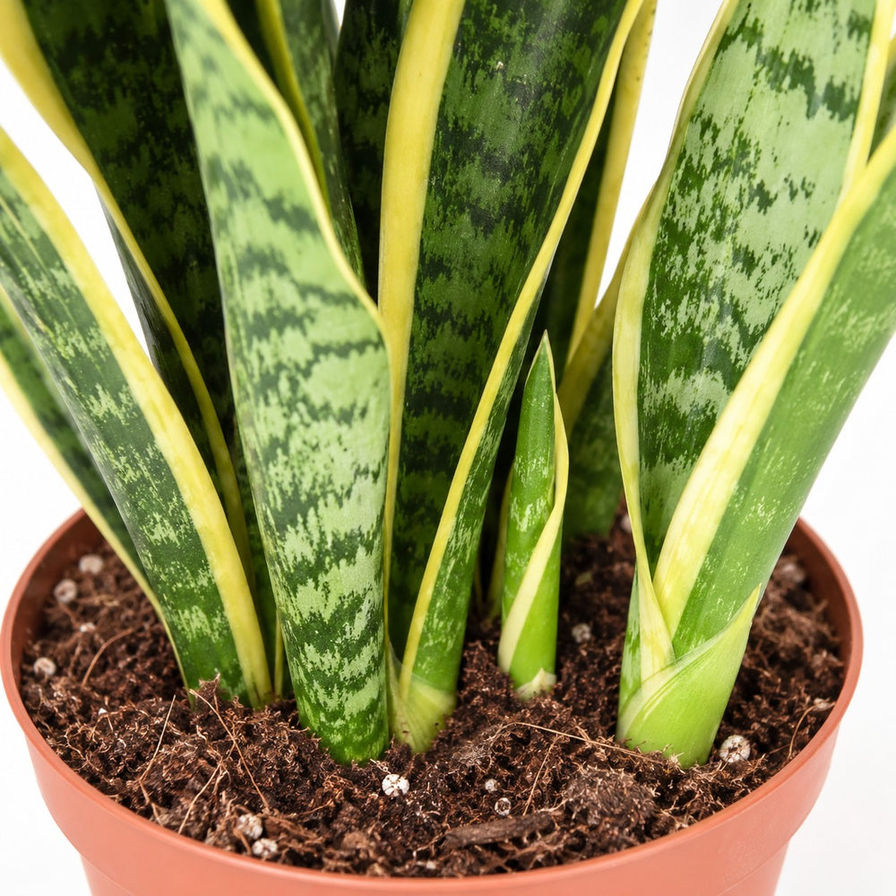 Sansevieria Laurentii (55cm, Ø14cm), Nahaufnahme Wuchs und Triebansatz