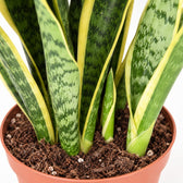 Sansevieria Laurentii (55cm, Ø14cm), Nahaufnahme Wuchs und Triebansatz