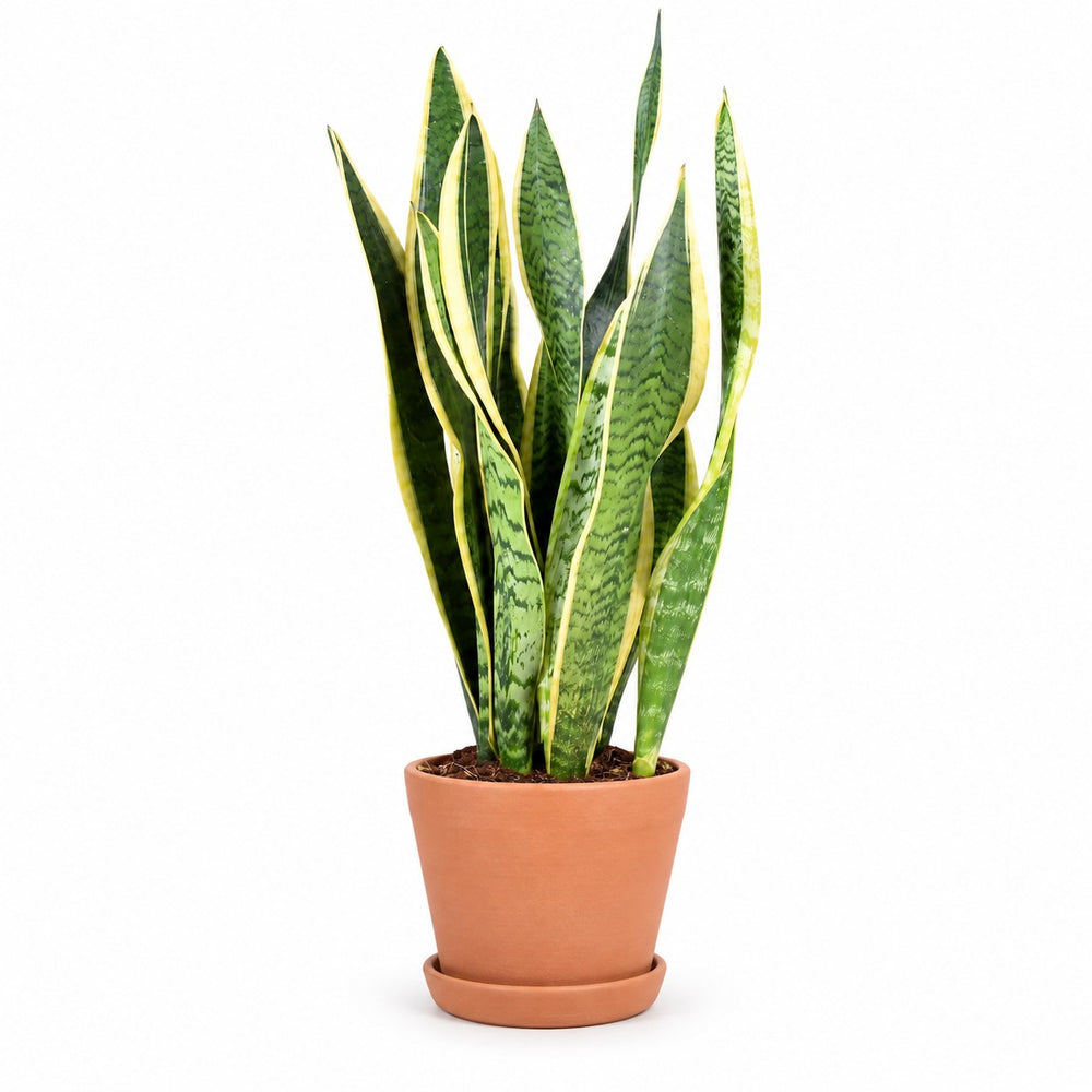 Sansevieria Laurentii (55cm, Ø14cm), Stylingbeispiel im Übertopf (Übertopf nicht enthalten)