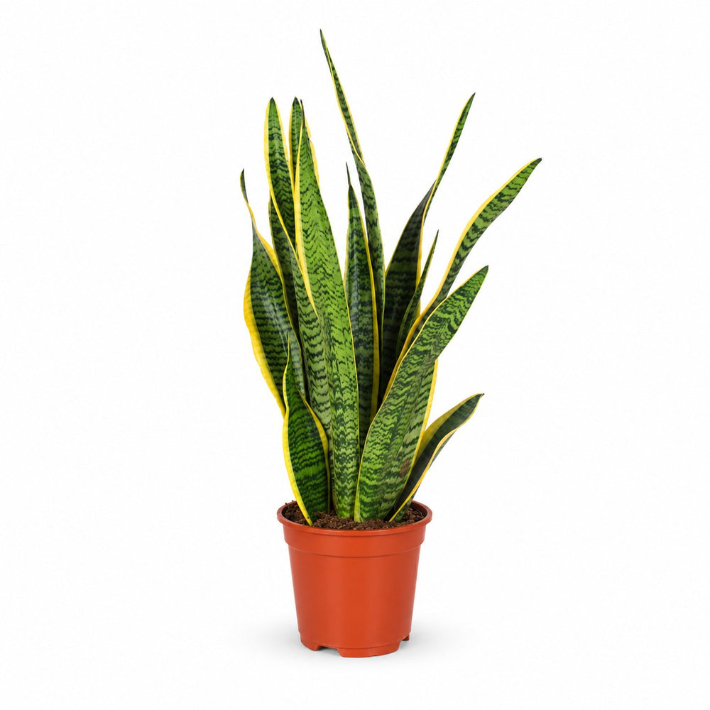 Sansevieria Laurentii (60cm, Ø17cm) im Kulturtopf