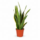 Sansevieria Laurentii (60cm, Ø17cm) im Kulturtopf