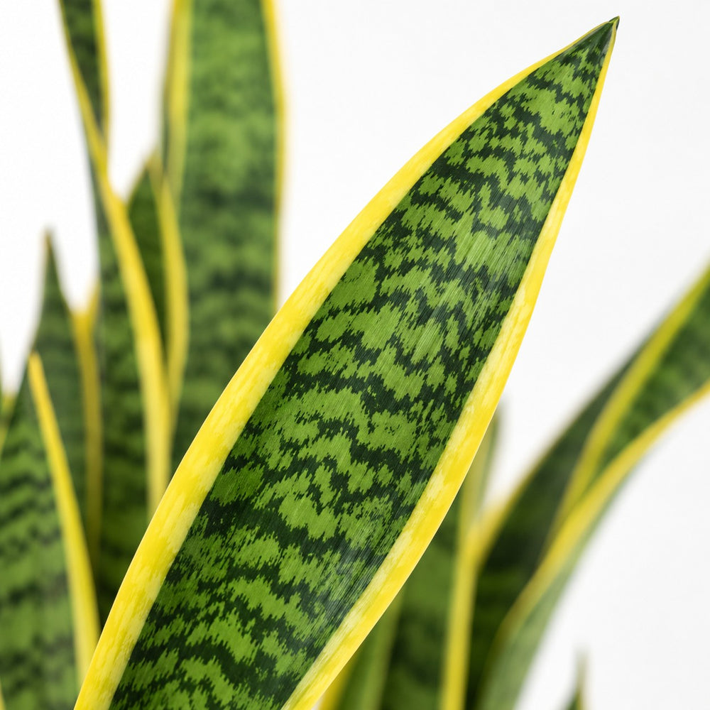 Sansevieria Laurentii (60cm, Ø17cm), Nahaufnahme Blatt