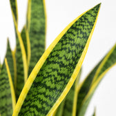 Sansevieria Laurentii (60cm, Ø17cm), Nahaufnahme Blatt