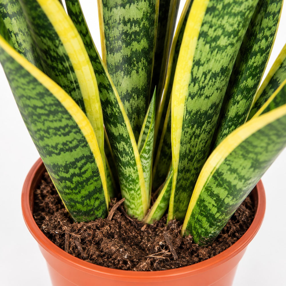 Sansevieria Laurentii (60cm, Ø17cm), Nahaufnahme Wuchs und Triebansatz