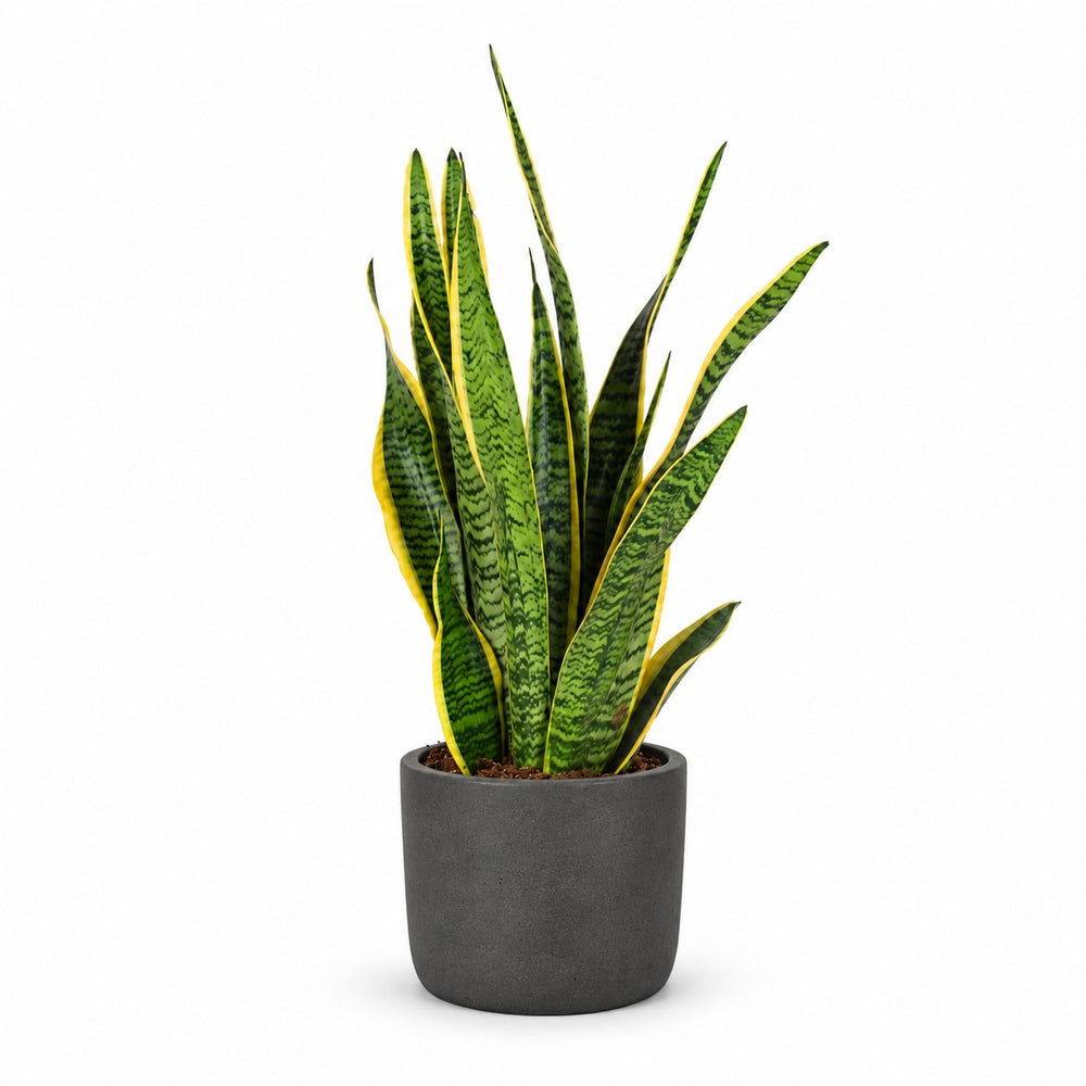 Sansevieria Laurentii (60cm, Ø17cm), Stylingbeispiel im Übertopf (Übertopf nicht enthalten)