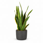 Sansevieria Laurentii (60cm, Ø17cm), Stylingbeispiel im Übertopf (Übertopf nicht enthalten)