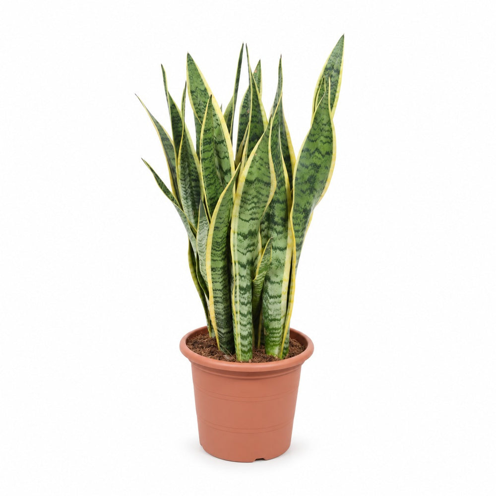Sansevieria Laurentii (85cm, Ø25cm) im Kulturtopf