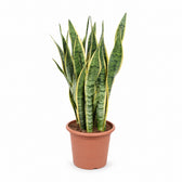 Sansevieria Laurentii (85cm, Ø25cm) im Kulturtopf