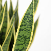 Sansevieria Laurentii (85cm, Ø25cm), Nahaufnahme Blatt