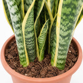 Sansevieria Laurentii (85cm, Ø25cm), Nahaufnahme Wuchs und Triebansatz