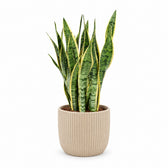 Sansevieria Laurentii (85cm, Ø25cm), Stylingbeispiel im Übertopf (Übertopf nicht enthalten)