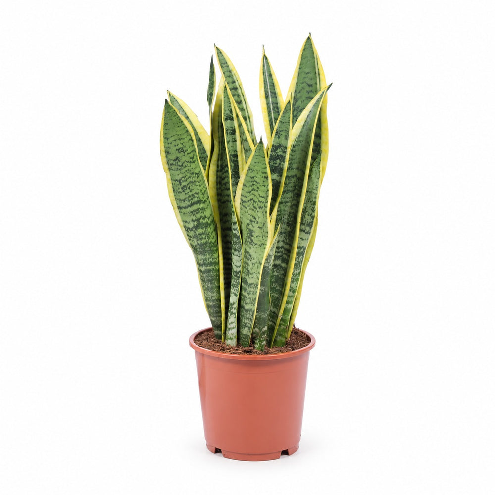 Sansevieria Laurentii im Kulturtopf